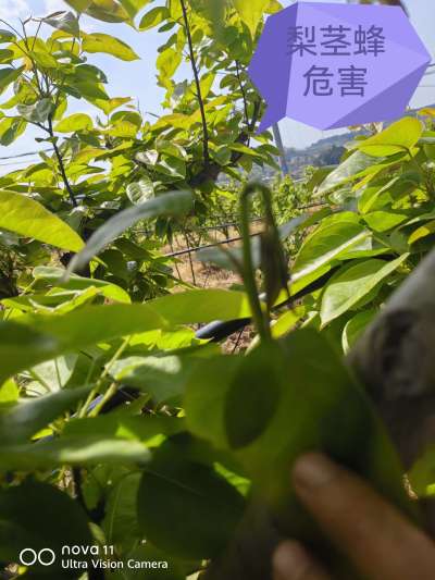 梨树管理