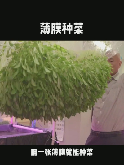 无土栽培的新模式，一张薄膜就能种菜，你见过吗？