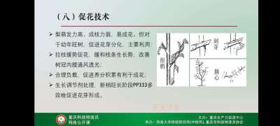 学习梨技术，提升自己。