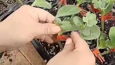 西瓜挂接和贴接的管理
