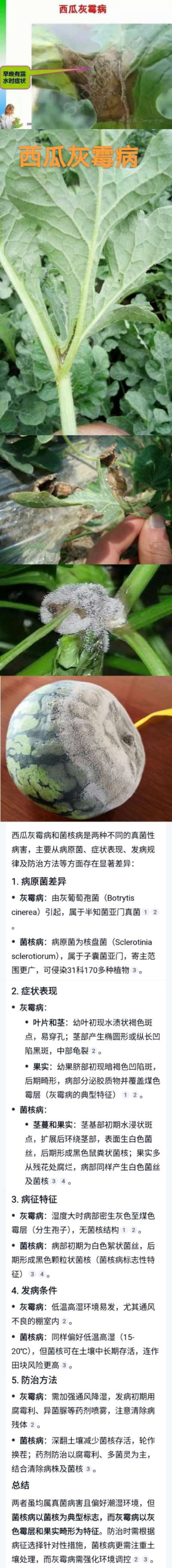 西瓜灰霉病和菌核病的识别