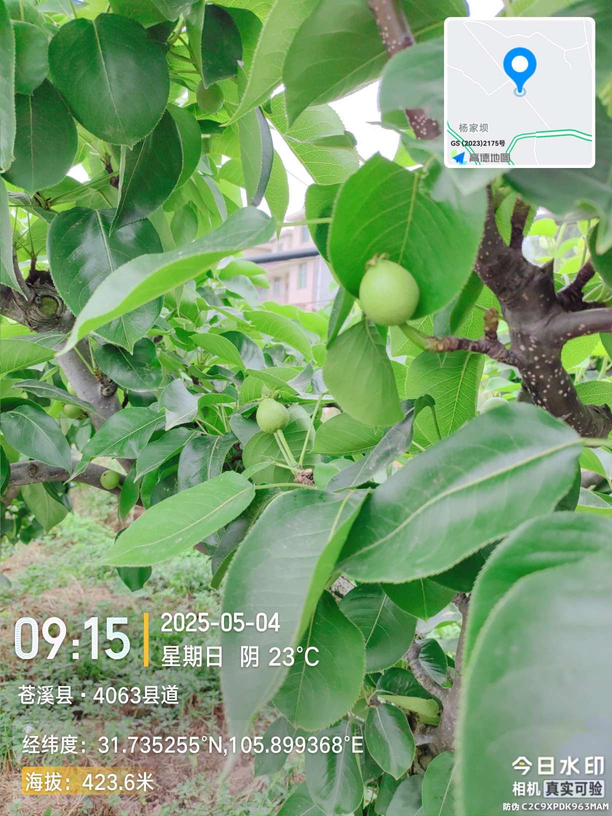 http://st-static1.fengjinggs.com/forums/2025/05/04/17463386288061.jpeg
