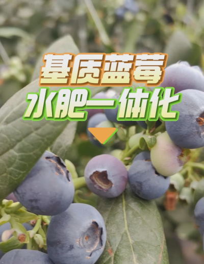 基质蓝莓水肥一体化系统，华维灌溉成套好用。