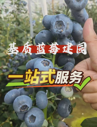 ACA第六谷&middot;蓝莓谷，基质蓝莓从建园到运营一站式管家服务...