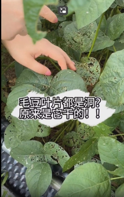 毛豆叶片都是洞，原来不是青虫吃的？