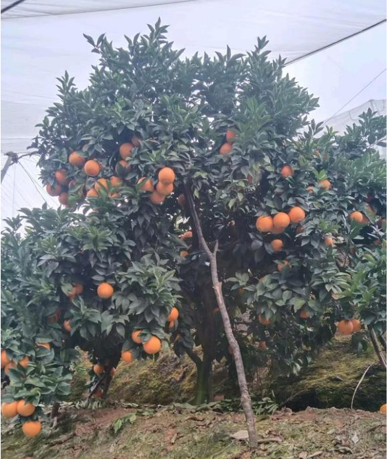 江西赣州寻乌的脐橙🍊、蜜橘🍊，咱家的赣南脐橙和寻乌蜜橘都是爸妈在自家果园防虫网棚