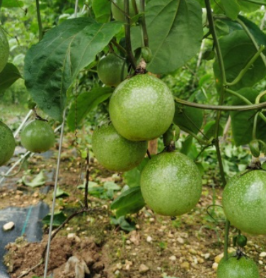 http://st-static1.fengjinggs.com/forums/2025/07/16/17526336018872.png