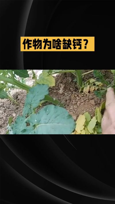 地里明明不缺钙，为啥农作物还会缺钙？