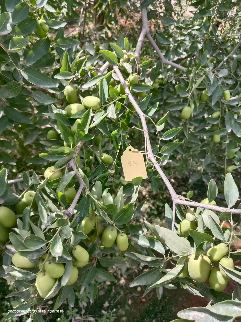 这是棵黄化树，艾乐根处理，100毫升，树盘开浅沟（10㎝），兑水35斤冲施，埋沟。现在产量很棒