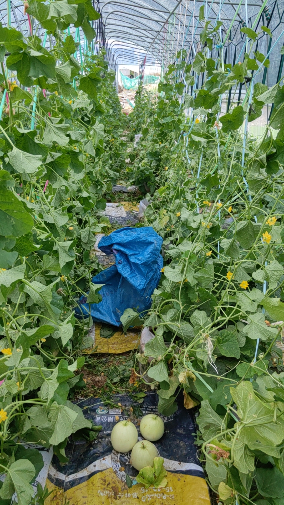 http://st-static1.fengjinggs.com/forums/2025/07/30/17538444178654.jpg