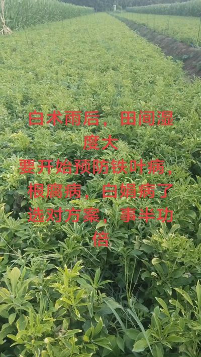 雨期过后白术病害要防治了
预防铁叶病，白娟病
现在也进入了膨大期
可以打膨大的