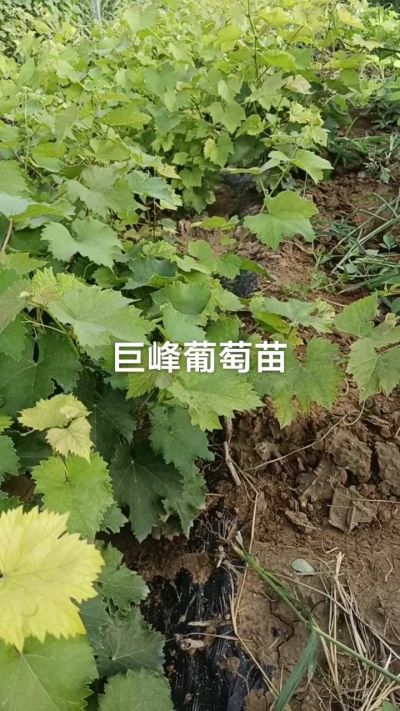 巨峰葡萄苗。一年扦插苗。需要联系。苗圃基地直销！需要联系18534302961