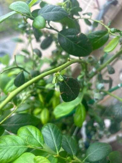 蓝莓白粉虱：从识别到防治的全指南