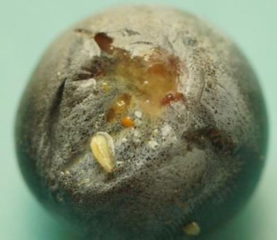 蓝莓果蝇危害大，综合防治要趁早，农物化生结合保蓝莓品质