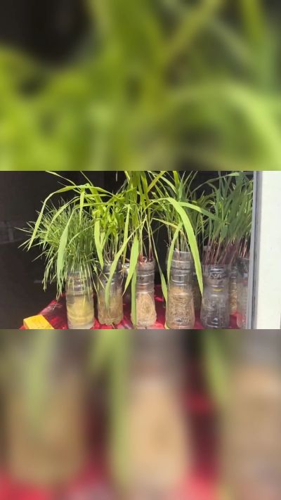 微生物菌剂，出厂前每克添加5亿微生物。最新实验生根育苗，保证不烧苗，促进毛细根增长，抑制病虫害，疏松土壤，保水保肥。近期需要用肥的老板提前联系，19331068337微信同步。