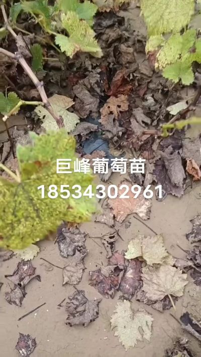巨峰葡萄苗，一年扦插苗，苗圃基地直销！需要联系18534302961