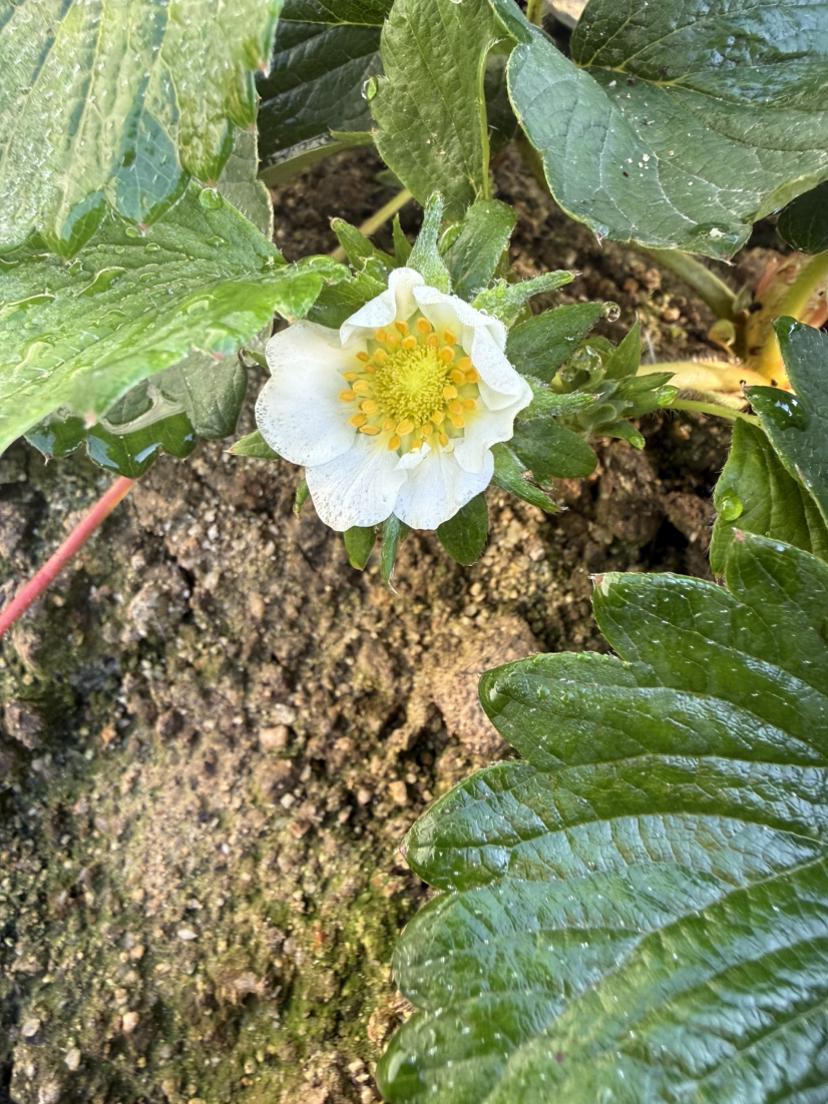 今年的碗苗上花快