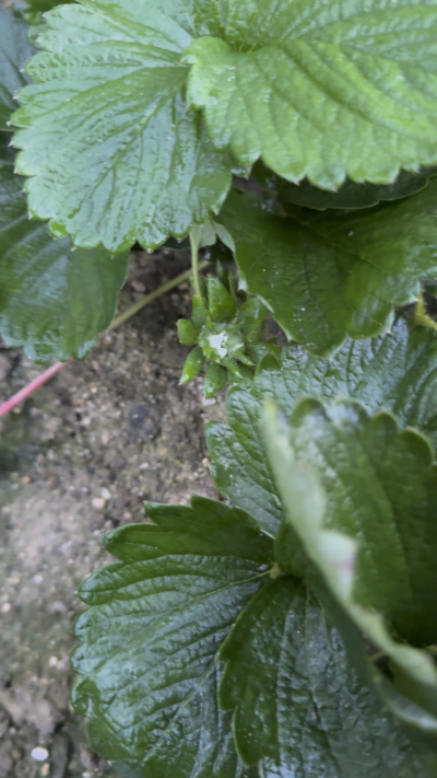 控不住就坏，控好了，比二冷冻快