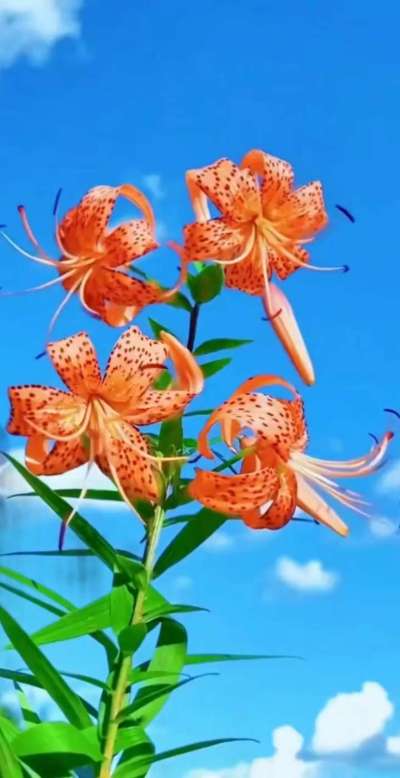 美丽的花散发幻清香，难己释怀。