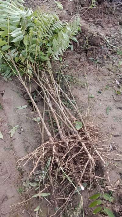 出售臭椿苗，巨峰葡萄苗。药用连翘苗，科研五号优质种苗，2/5年苗，药用连翘树，挂果树，全国包邮到家！财富密码18534302961