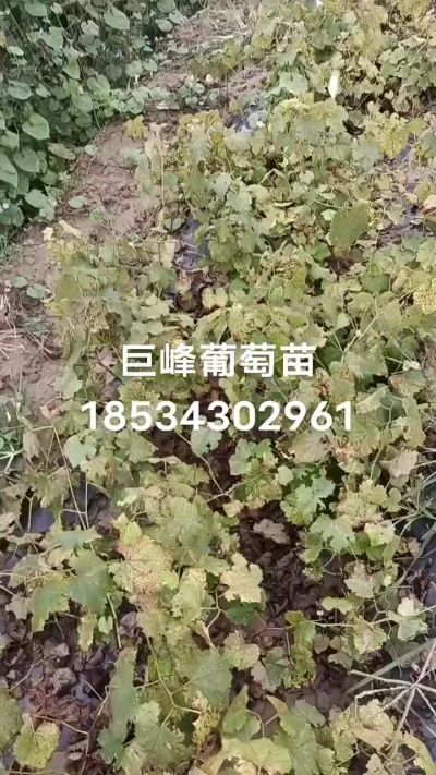 出售早熟巨峰葡萄苗。药用连翘苗，科研五号优质种苗，2/5年苗，药用连翘树，挂果树，全国包邮到家！财富密码18534302961