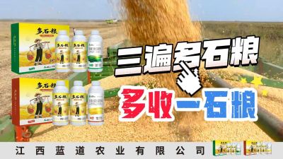 冬季种植，油菜，小麦，草莓等作物的，出现了除草剂药害，黄叶，僵苗，苗不长等问题，马上用多石粮，确保5天见到效果。