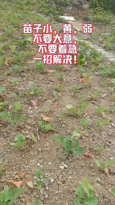 油菜苗子弱苗子小，就用多石粮，5天见效果。