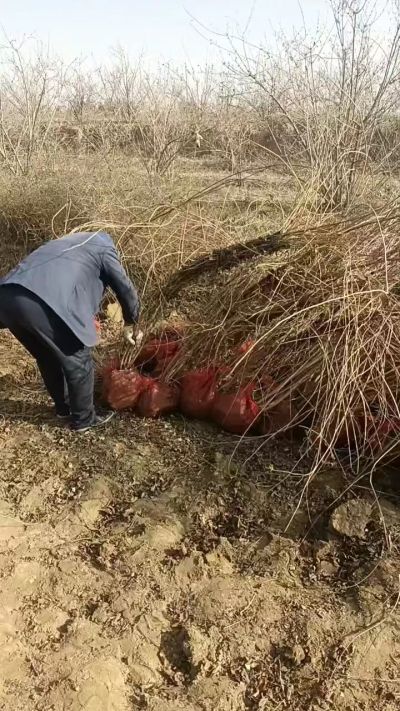 出售药用连翘苗，科研五号优质种苗，2/5年苗，药用连翘树，挂果树，全国包邮到家！财富密码18534302961出售药用连翘苗，科研五号优质种苗，2/5年苗，药用连翘树，挂果树，全国包邮到家！财富密码1