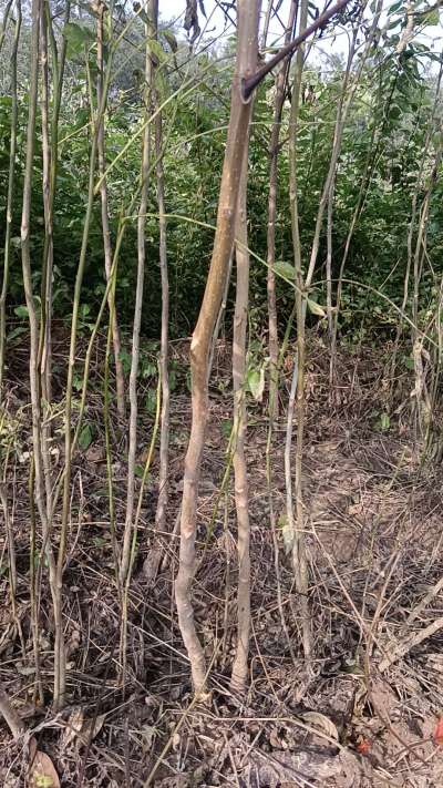 出售臭椿苗，巨峰葡萄苗。药用连翘苗，科研五号优质种苗，2/5年苗，药用连翘树，挂果树，全国包邮到家！财富密码18534302961