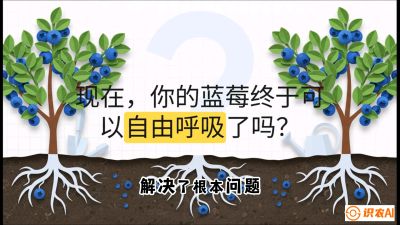 第3节：别把树&ldquo;憋死&rdquo;&mdash;&mdash;正确的定植与换盆手法,   课程：《蓝莓&ldquo;高产&rdquo;实战课：从选苗到丰收的10个关键点》