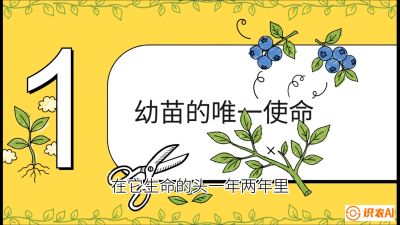 第6节：修剪决定产量（上）&mdash;&mdash;幼苗期与生长期修剪， 课程：《蓝莓&ldquo;高产&rdquo;实战课：从选苗到丰收的10个关键点》