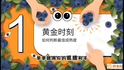 第10节：完美的&ldquo;果粉&rdquo;&mdash;&mdash;采摘时机与保鲜， 课程：《蓝莓&ldquo;高产&rdquo;实战课：从选苗到丰收的10个关键点》