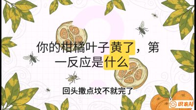 第一节：保命生死线&mdash;&mdash;黄龙病与木虱，课程：《柑橘十大病虫害：从入门到精通》