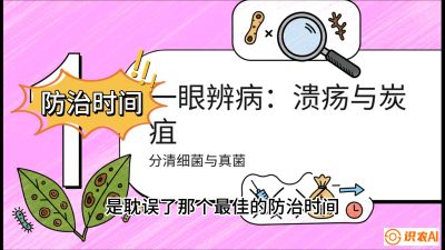 第三节：细菌与真菌&mdash;&mdash;溃疡病与炭疽病，课程：《柑橘十大病虫害：从入门到精通》