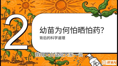 第02节：幼树管理&mdash;&mdash;&ldquo;防晒又防草，树势起得早&rdquo;，课程：《槟榔种植：从不懂到精通的10堂必修课》