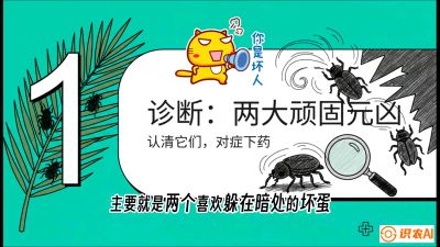 第06节：顽固虫害防治&mdash;&mdash;&ldquo;钻心虫与红蜘蛛，打准时间才服输&rdquo;《槟榔种植：从不懂到精通的10堂必修课》