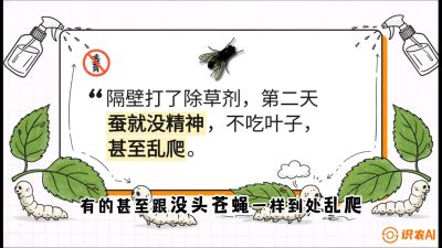 第05节：养蚕人的&ldquo;排雷战&rdquo;&mdash;&mdash;除草剂的生死禁忌，课程：《桑海淘金：桑树高产与蚕桑安全进阶实战课》