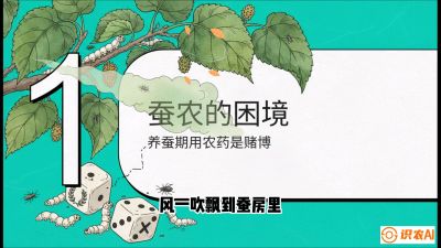 第06节：虫口夺叶（上）&mdash;&mdash;物理与生物防控绝技，课程《桑海淘金：桑树高产与蚕桑安全进阶实战课》