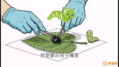第07节：虫口夺叶（下）&mdash;&mdash;不得不打药时的&ldquo;解毒术&rdquo;，课程：《桑海淘金：桑树高产与蚕桑安全进阶实战课》