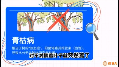 第08节：看不见的杀手&mdash;&mdash;青枯病与萎缩病，课程：《桑海淘金：桑树高产与蚕桑安全进阶实战课》