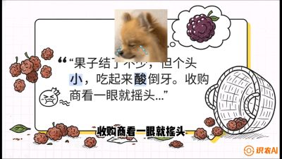 第10节：甜蜜的科学&mdash;&mdash;膨大、增甜与转色，课程：《桑海淘金：桑树高产与蚕桑安全进阶实战课》