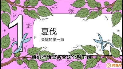 第11节：叶果双收&mdash;&mdash;特殊的夏伐与冬伐，课程：《桑海淘金：桑树高产与蚕桑安全进阶实战课》