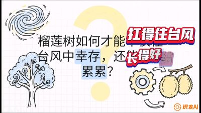第四节：中国榴莲突围战：为生存重塑权型，抗台风矮化栽培与力学牵引，课程：《国产榴莲突围战：从泰国经验到中国实操的8堂必修课（高阶实战版）》
