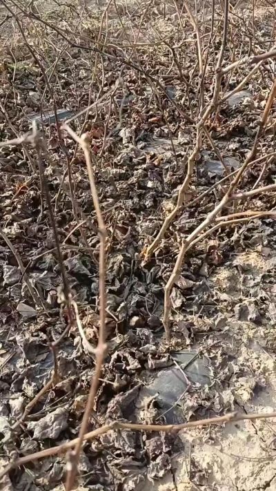 出售，巨峰葡萄苗。药用连翘苗，科研五号优质种苗，2/5年苗，药用连翘树，挂果树，全国包邮到家！财富密码18534302961