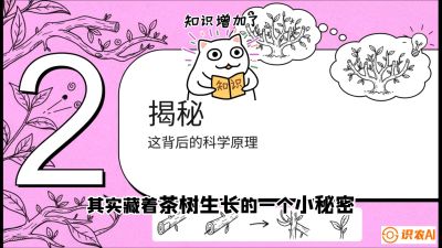 第04节（修剪篇）：树势复活术：从&ldquo;越剪越弱&rdquo;到&ldquo;枝繁叶茂&rdquo;的能量管理与夏秋茶逆袭，课程：《茶金时代：从&ldquo;看天吃饭&rdquo;到&ldquo;精准控局&rdquo;的茶叶高产提质实战课》