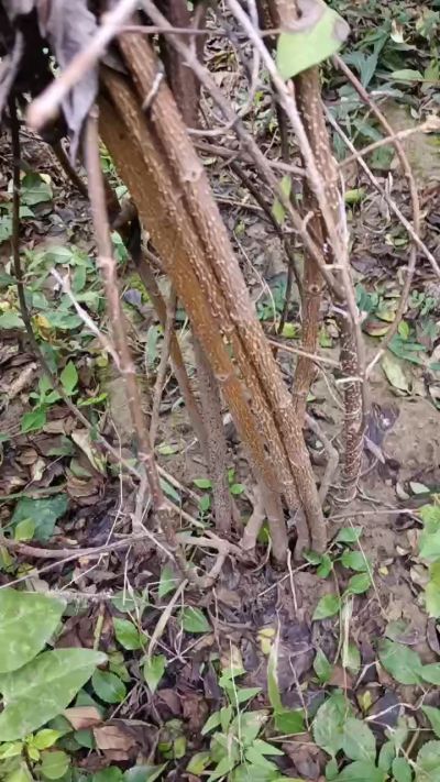 出售药用连翘苗，科研五号优质种苗，2/5年苗，药用连翘树，挂果树，全国包邮到家！财富密码18534302961出售药用连翘苗，科研五号优质种苗，2/5年苗，药用连翘树，挂果树，全国包邮到家！财富密码1