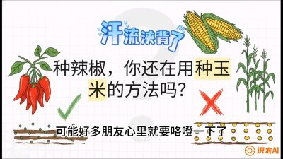 第1节：【品种定江山】工业辣椒vs小米辣：底肥公式与密度陷阱的&ldquo;百万生意经&rdquo;，课程：《辣椒种植实战特训营，从工业辣椒到精品小米辣，教你如何把&ldquo;草&rdquo;种成&ldquo;金&rdquo;》