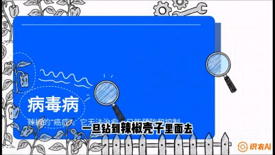 第5节：【病毒病阻击】辣椒的&ldquo;癌症&rdquo;怎么治？从&ldquo;绝收恐慌&rdquo;到&ldquo;带毒生产&rdquo;的逆转术，课程：《辣椒种植实战特训营，从工业辣椒到精品小米辣，教你如何把&ldquo;草&rdquo;种成&ldquo;金&rdquo;》