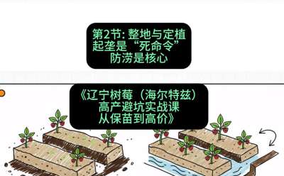 第二节： 整地与定植&mdash;&mdash;起垄是&ldquo;死命令&rdquo;，防涝是核心，课程：《辽宁树莓（海尔特兹）高产避坑实战课：从保苗到高价》