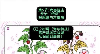 第五节： 病害阻击&mdash;&mdash;专治&ldquo;绝症&rdquo;根腐病与灰霉病，课程：《辽宁树莓（海尔特兹）高产避坑实战课：从保苗到高价》